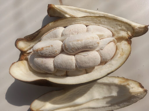 Castanha maranhense sem cadeia produtiva ganha mercado como chocolate