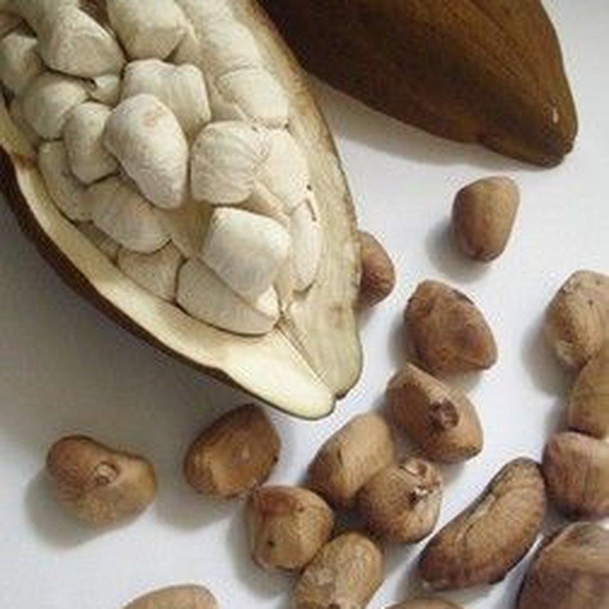 Castanha do Maranhão